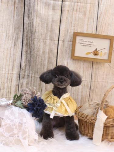 20241025ラテちゃん